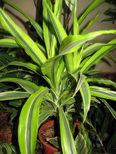 Драцена душистая Dracaena  fгаgrans (L.) Ker-Gawl. Lemon Lime. Фото richa
