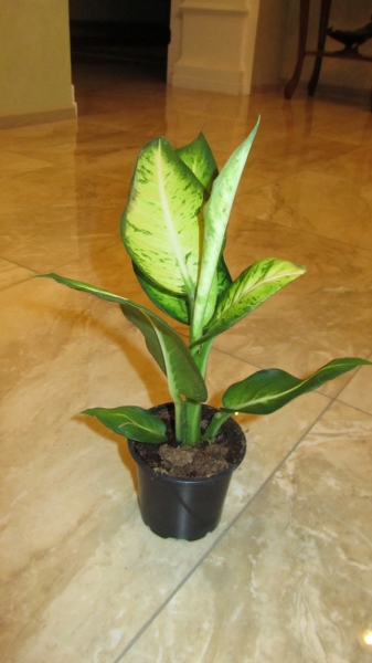 Dieffenbachia maculata 'Excellent'
Фото Sana
Ключевые слова: Dieffenbachia maculata 'Excellent'