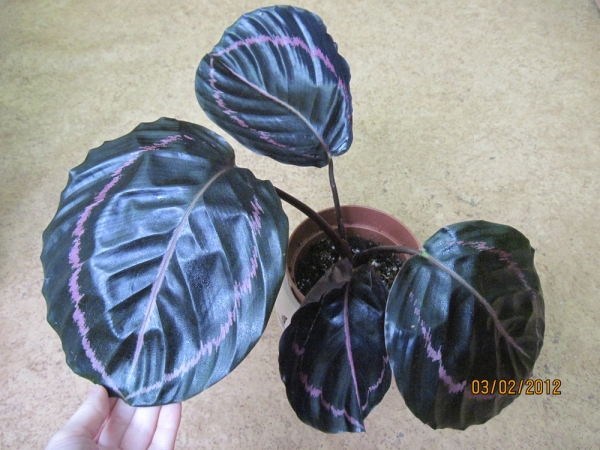 Calathea dotti Фото Vi.P
