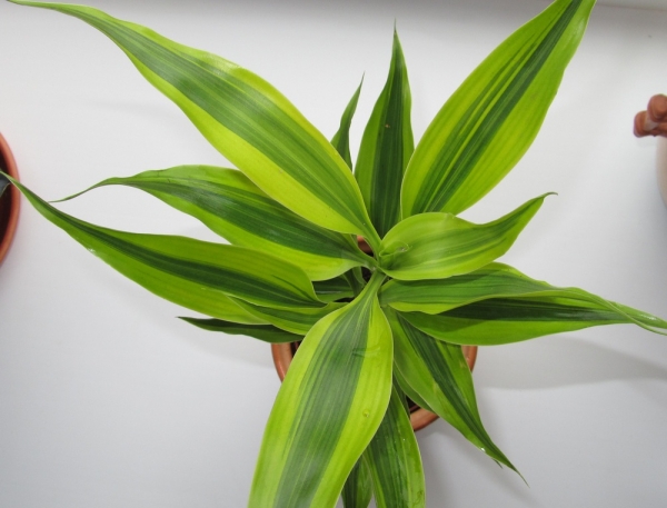 Драцена Сандера Dracaena sanderiana hort. Sander ex Mast. Yellow Фото Sana
