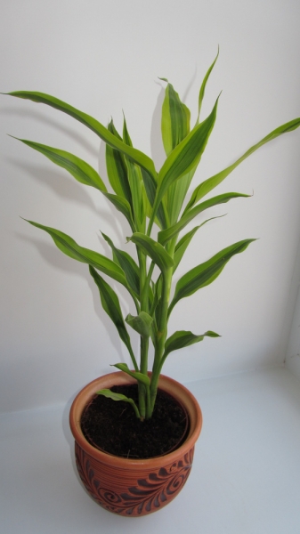 Драцена Сандера Dracaena sanderiana hort. Sander ex Mast. Yellow Фото Sana
