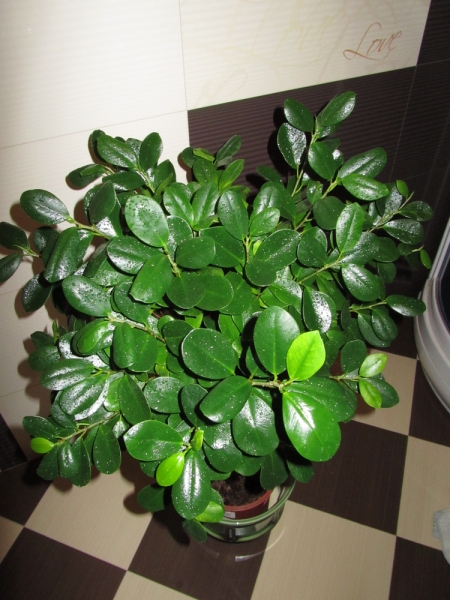 Фикус притупленный (Ficus retusa (microcarpa) "Moclame")
Фото из коллекции Sana
Ключевые слова: Фикус притупленный Ficus retusa (microcarpa)