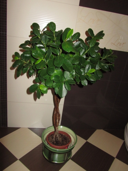 Фикус притупленный  (Ficus retusa (microcarpa) "Moclame")
Фото из коллекции Sana
Ключевые слова: Фикус притупленный Ficus retusa (microcarpa)