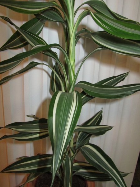 Драцена Сандера Dracaena sanderiana hort. Sander ex Mast. White Stripe Gold' Фото Sana
