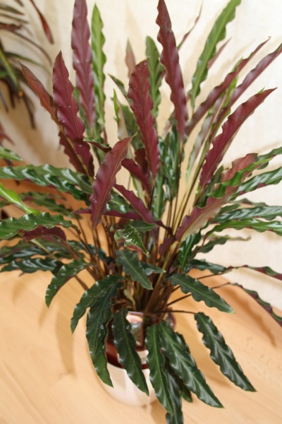 Calathea rufibarba Elger Grass Фото Marusja
