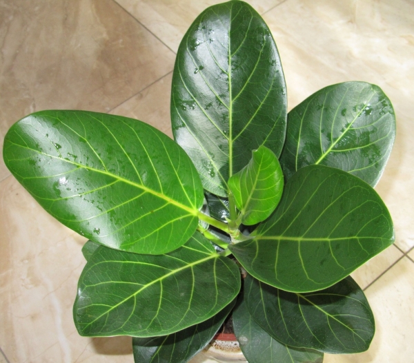Фикус бенгальский  (Ficus benghalensis) 
Фото из коллекции Sana
Ключевые слова: Фикус бенгальский Ficus benghalensis