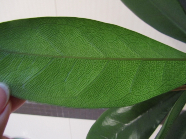 Фикус бокальчатоприлистниковый (Ficus cyathistipula)
Фото из коллекции Sana
Ключевые слова: Фикус бокальчатоприлистниковый Ficus cyathistipula
