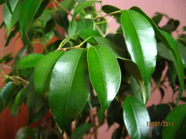 Фикус Бенджамина Даниэль (Ficus benjamina Danielle)
Фото из коллекции вишенка
Ключевые слова: Фикус Бенджамина Даниэль Ficus benjamina Danielle