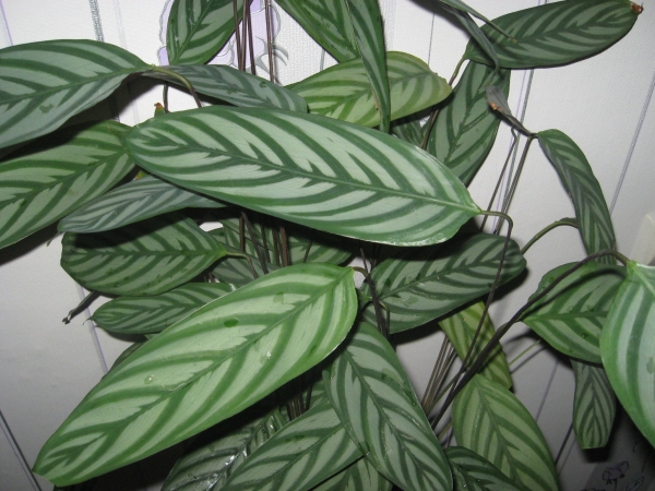 Ctenanthe setosa  Фото вишенка
