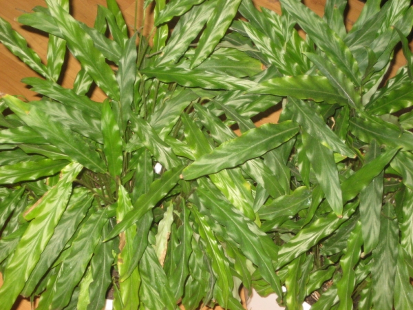 Calathea rufibarba 'Blue Grass' Фото fairy
