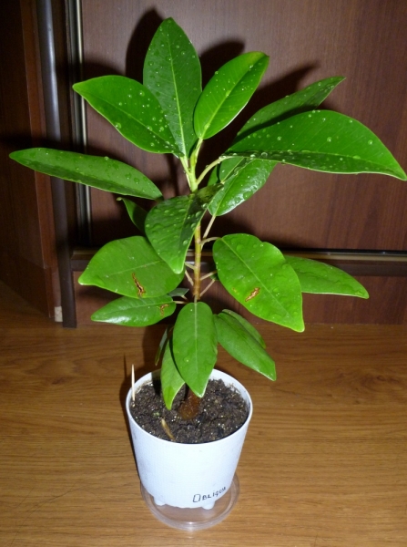 Фикус обманчивый (Ficus Obliqua)
Фото из коллекции Areka
Ключевые слова: Фикус обманчивый Ficus Obliqua