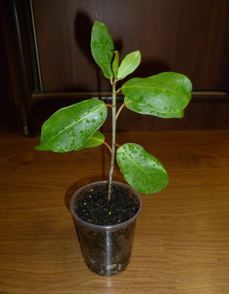 Ficus burtt-davyi
Фото из коллекции Areka
Ключевые слова: Ficus burtt-davyi