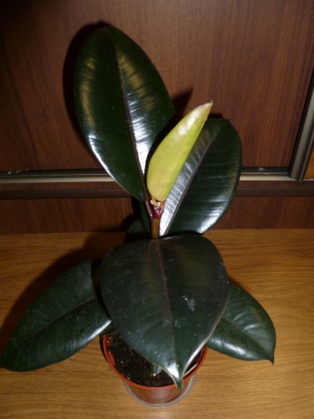 Фикус каучуконосный, эластичный Черный принц   (Ficus elastica 'Black Prince')
Фото из коллекции Areka
Ключевые слова: Фикус каучуконосный, эластичный Черный принц Ficus elastica 'Black Prince'