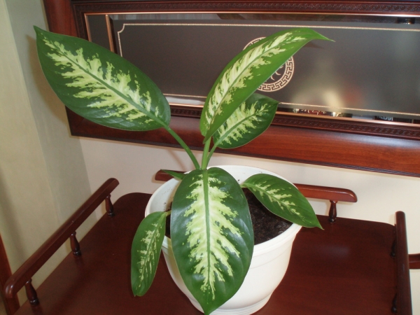 Dieffenbachia amoena 'Tropic Snow'
Фото Sana
Ключевые слова: Dieffenbachia amoena 'Tropic Snow'