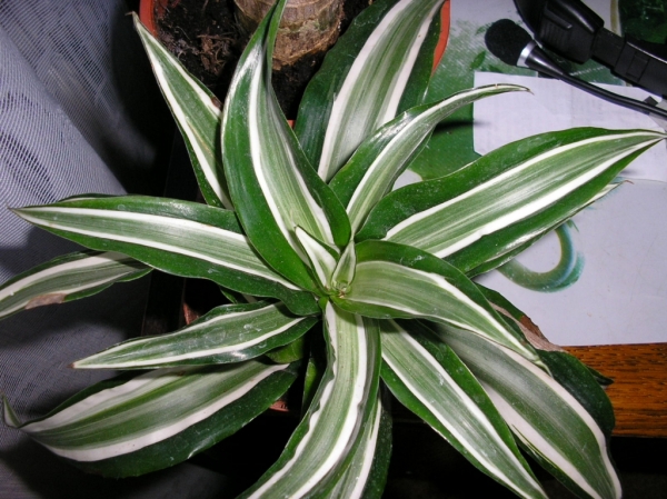 Драцена душистая Dracaena  fгаgrans. Фото Zefirka
