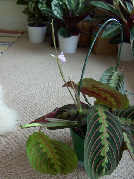 Maranta leuconeura 'Fascinator' фото Mulyarina
