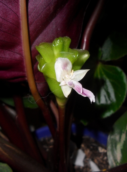 Calathea roseopicta 'Medallion' Фото КнопоЧка
