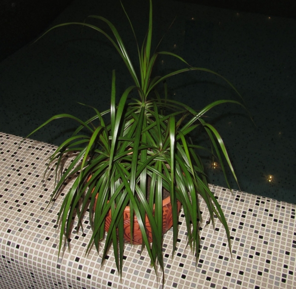 Драцена окаймленная Dracaena  marginata Lam. Фото Sana
