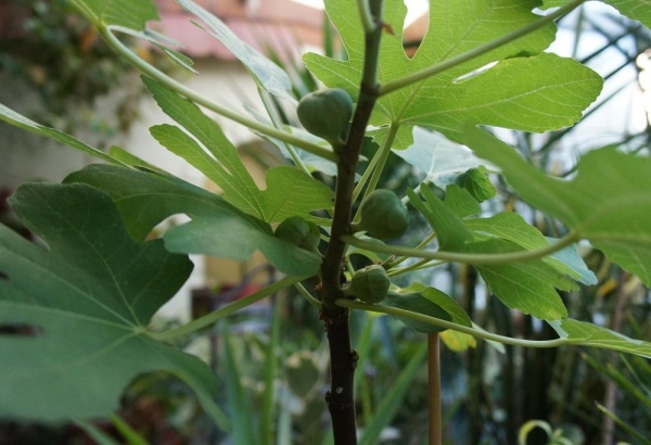 Фикус карика ,инжир (Ficus carica)
Фото из коллекции Vlada_68
Ключевые слова: Фикус карика ,инжир Ficus carica