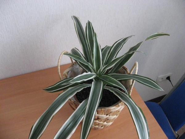 Драцена деременская или деремская  Dracaena deremensis Engl. warneckii   Фото Марина
