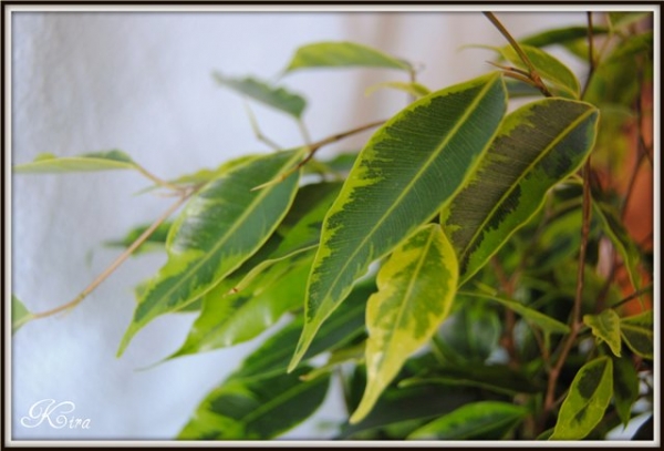 Фикус Бенджамина Голден Кинг (Ficus benjamina Golden King)
Фото из коллекции KIra
Ключевые слова: Фикус Бенджамина Голден Кинг Ficus benjamina Golden King