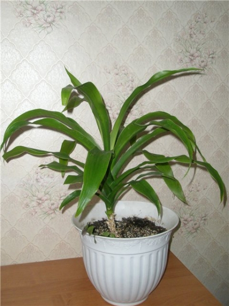 Драцена Гукера Dracaena hookeriana K. Koch. Фото Фантазия
