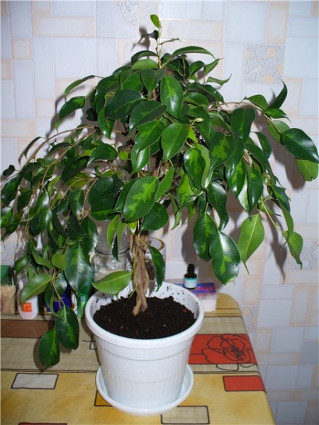 Фикус Бенджамина Денилайт (Ficus benjamina Denylight)
Фото из коллекции Югра
Ключевые слова: Фикус Бенджамина Денилайт Ficus benjamina Denylight