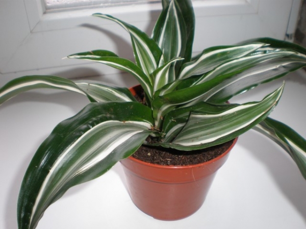 Драцена деременская или деремская  Dracaena deremensis Engl. Jade Jewel   Фото СтИхИя
