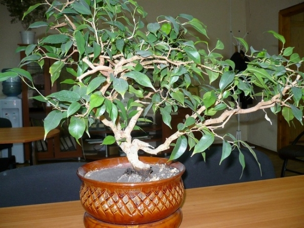 Фикус Бенджамина Вианди (Ficus benjamina Wiandi )
Фото из коллекции Петр
Ключевые слова: Фикус Бенджамина Старлайт Ficus benjamina Starlight