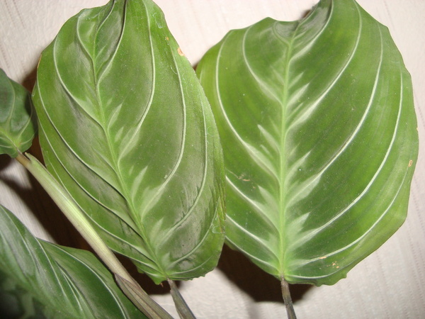 Maranta leuconeura var. massangeana. Фото  леля 111
