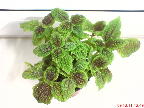 Пилея обернутая (P. involucrata (Sims) Urb.)
Растение и фото из коллекции Neit
