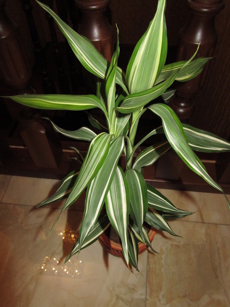 Драцена Сандера Dracaena sanderiana hort. Sander ex Mast. White Stripe Gold' Фото Sana
