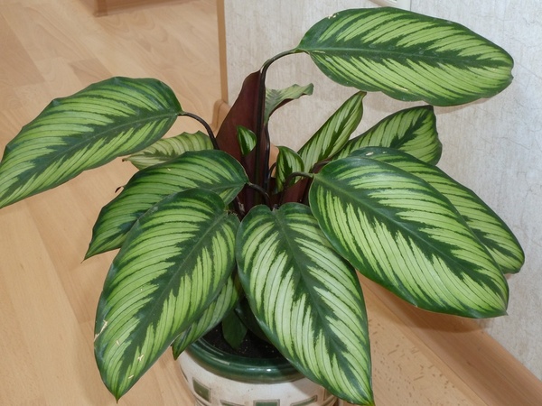 Calathea 'Beauty Star' Фото Marusja
