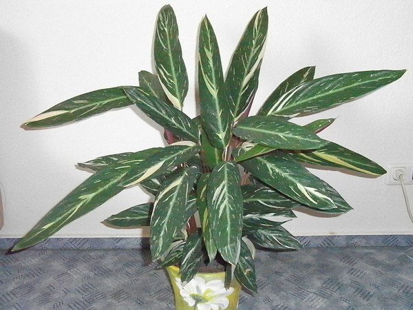 Stromanthe  'Magicstar' фото  Татьяна Больдт
