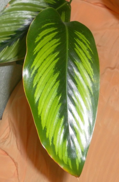Calathea 'Beauty Star' Фото Grandiflora
