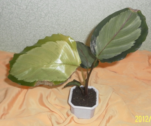 Calathea picturata 'Argentea' Фото Grandiflora
