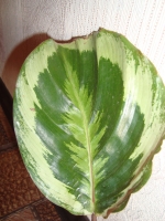 DSC08348.JPG