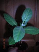 Имя файла=DSCN9221.JPG
Размер файла=177КБ
Размеры=750x1000
Дата=Окт 24, 2012 DSCN9221.JPG