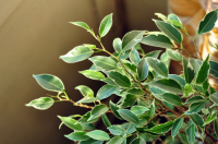 Имя файла=Ficus_bengamin_1.png
Размер файла=285КБ
Размеры=500x332
Дата=Сент 08, 2012 Ficus_bengamin_1.png