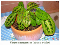 Maranta.png