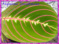 Maranta_200211_2.png