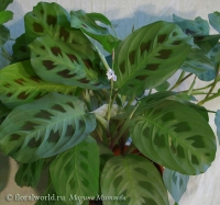 Maranta_leuconeura_kerchovena.jpg