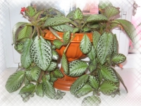 Vishenka_episcia_1.jpg