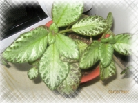 Vishenka_episcia_2.jpg