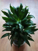 dracena_der_.jpg