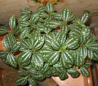 pilea_cadierei.JPG