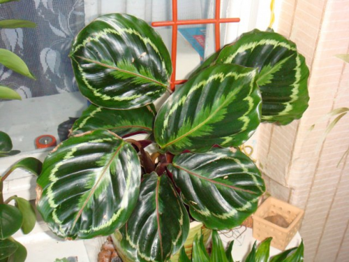 Calathea roseopicta 'Medallion' Фото Миня
