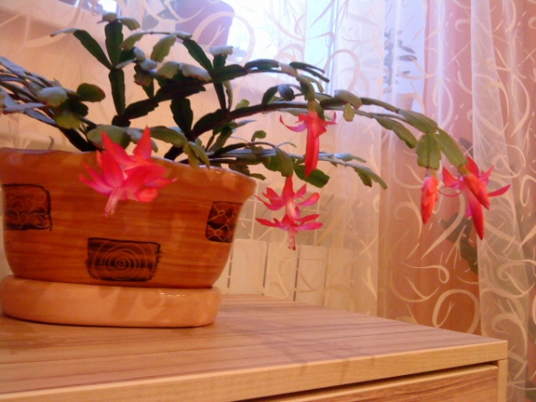 Schlumbergera bridgesii 
