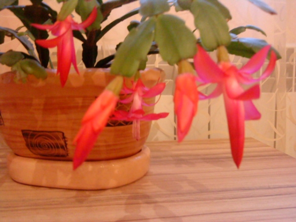 Schlumbergera bridgesii 
