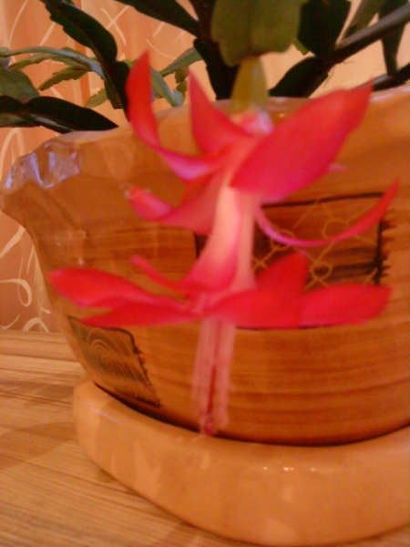 Schlumbergera bridgesii 
